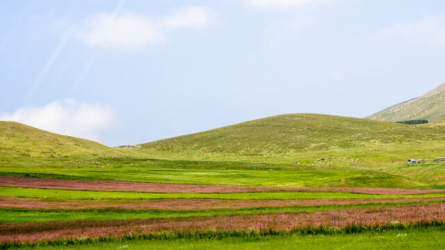 fields in green foothills in Armenia in summer
