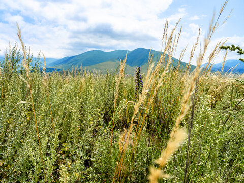 wormwood thickets close-up in mountain meadow
