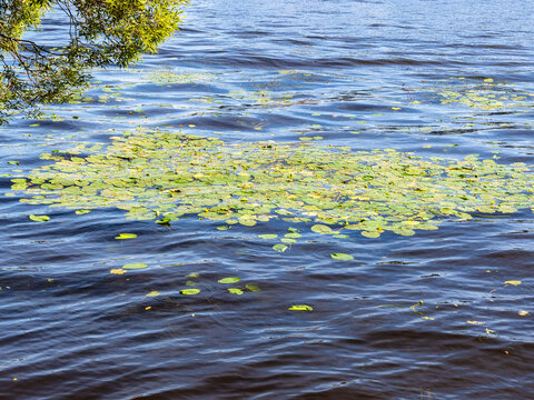 water lilies in water of Middle Nevka river