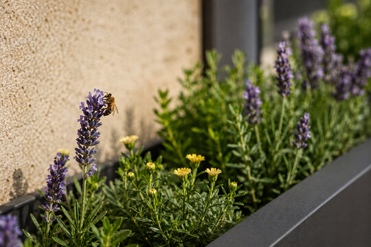 Lavender Herb Planter On Modern Building Exterior