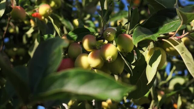 Fresh apples growing on a tree in an orchard on a clear summer day.
