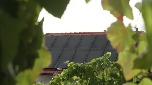 Solar panels mounted on a red-tiled roof are framed through lush green vine leaves, with a small bird perched along the ridge under a bright hazy sky.