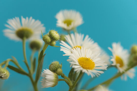 Close-up selective soft focus white small Chamomile Flower bouquet on light blue. Natural art macro background.