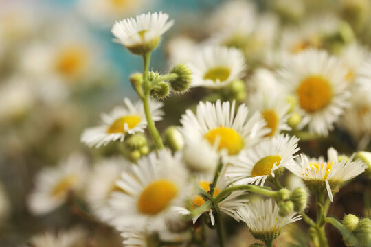 Close-up selective soft focus white small Chamomile Flower bouquet. Natural art macro background.