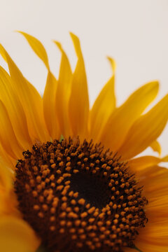 Close-up selective soft focus macro Orange, Yellow small decorative Sunflower flower bud, leaf on neutral beige gray backgrownd