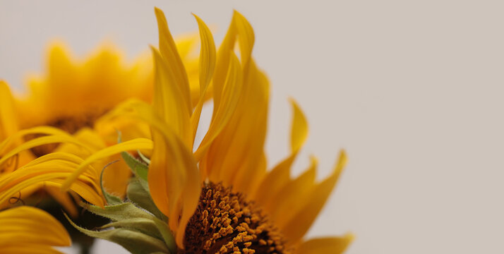 Close-up selective soft focus macro Orange, Yellow small decorative Sunflower flower bud, leaf on neutral beige gray.