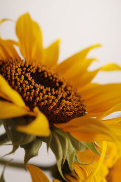 Close-up selective soft focus macro Orange, Yellow small decorative Sunflower flower bud, leaf on neutral beige gray backgrownd