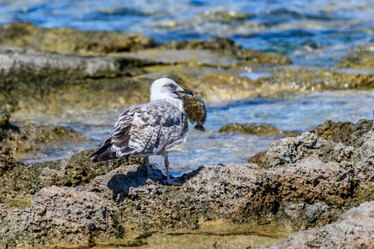 Young seagull perched on a rock with a fish hanging from its beak above the blue shallows, Greece