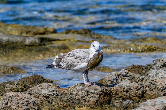 Young seagull facing the camera with a fish clamped in its beak on the rocky shore, Greece