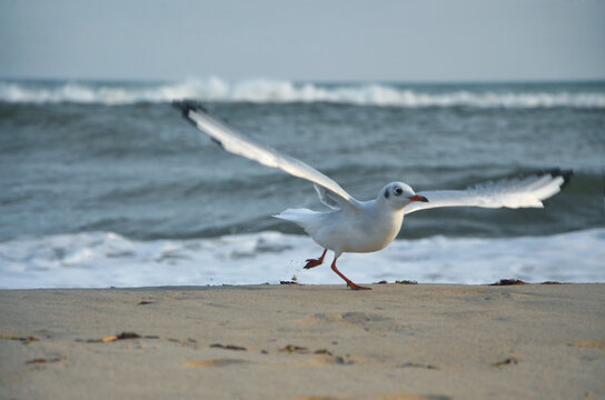 Wild seagull flying from the sandy shore.Nature, seagulls, fauna, birdwatching, wildlife protection.