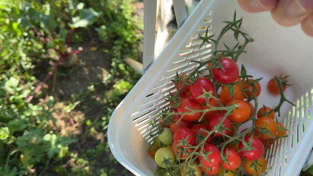 Close up view of vibrant fresh cherry tomatoes on the vine, growing in a small container, perfect for garden themes or summer cooking, healthy harvest bounty