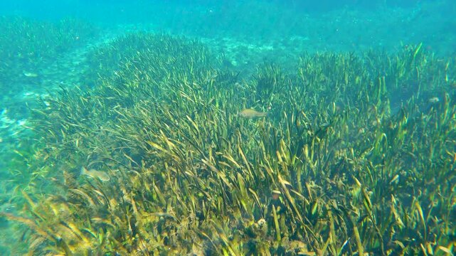 Tropical underwater nature of Florida springs. Underwater exotic world with green grass vegetation. Fresh water wildlife