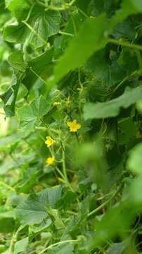 Cucumber flowers close up, cucumbers blooming with yellow flowers.