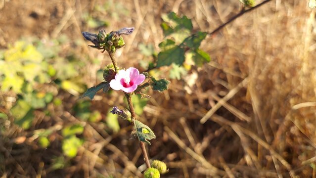 Urena lobata flower, Caesarweed or Bur Mallow growing in natural habitat in Maharashtra, India