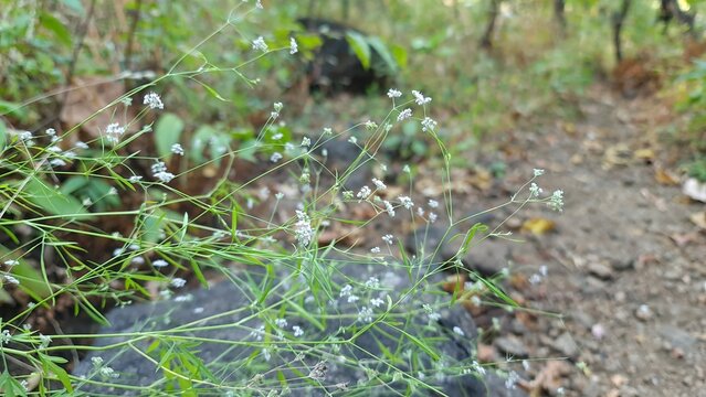 Delicate wild plant with tiny white flowers growing along a forest trail in Maharashtra, India