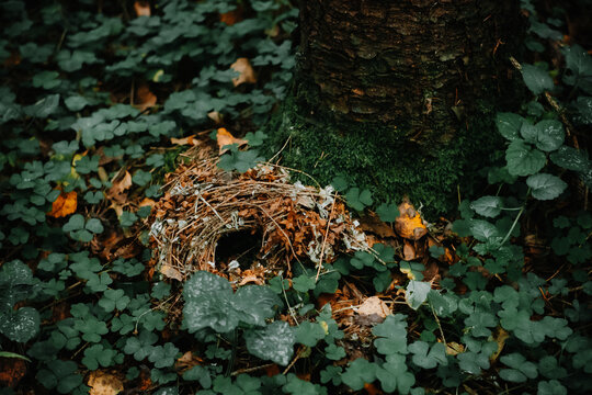 The deserted nest of a wild animal in the forest.