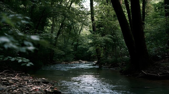 A narrow stream flows quietly through a dense forest  surrounded by tall trees and lush green foliage under soft natural light