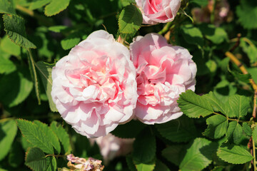 Fototapeta premium Beautiful varietal rose blooms in a garden surrounded by green leaves on a sunny day
