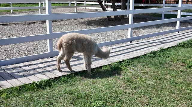 Alpaca grazes calmly beside wooden fence. Sunlight casts soft shadows across gravel and grass. Animal appears peaceful and content in its surroundings. Ideal for rural or agricultural imagery needs