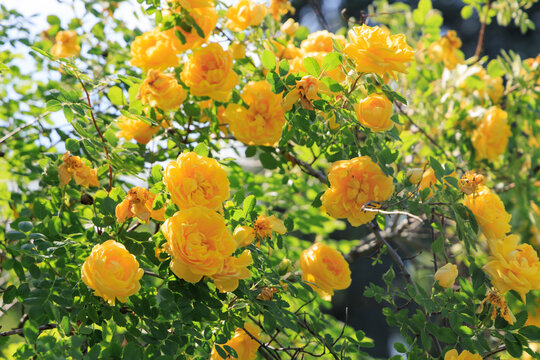 Flowers bloom on a sunny day in a garden showing a vibrant yellow rose varietal