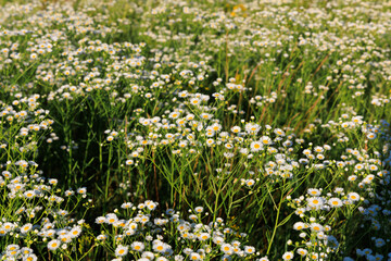 Fototapeta premium Field of daisy fleabane flowers growing under the sunlight in a natural setting during summer