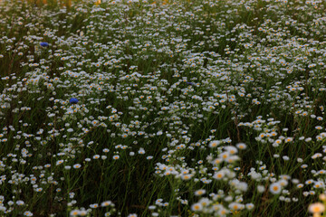 Fototapeta premium Daisy fleabane flowers bloom in a field during a sunny afternoon in summer