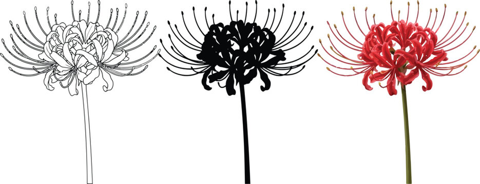 Lycoris Images – Browse 6,792 Stock Photos, Vectors, and Video
