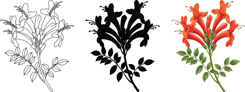 Trumpet vine botanical illustration set, orange honeysuckle flower icons, black silhouette and line art floral vectors for garden design