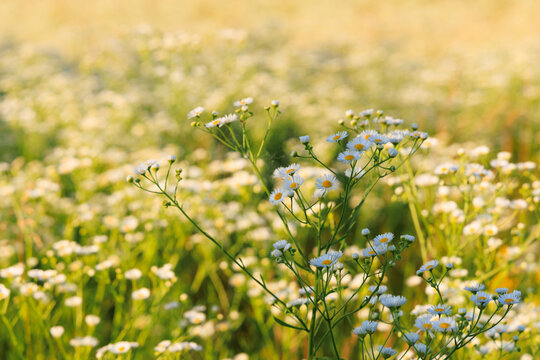 Daisy fleabane grows in a field during warm weather showing small white flowers and green stems