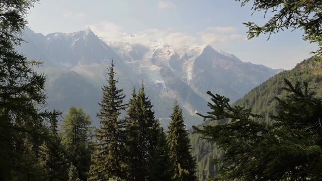 Snow-covered Mont Blanc peaks rising above dense evergreen forest in the French Alps.
