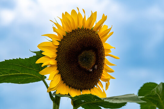 Sunflower field, Mexican giant sunflowers "Tithonia Diversifolia"
