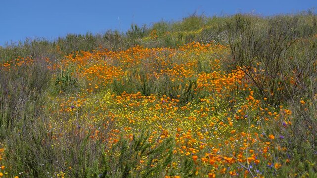 California Super Bloom Wildflower Trail in Diamond Valley Lake Poppy and Goldfields Flowers USA