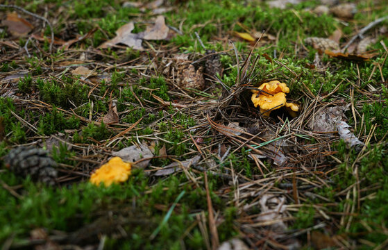 Wild chanterelle mushrooms Cantharellus cibarius growing in autumn forest moss. Fresh yellow edible mushrooms in pine woods needle litter, foraging and wild food concept.