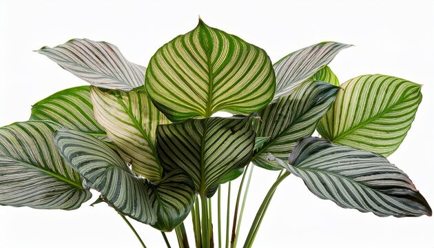 Goeppertia Cora Hybrid Beautiful Leaves On Isolated Transparent Background