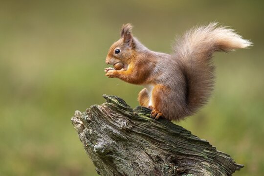 Squirrel (Sciurus vulgaris), Aviemore, Scotland, United Kingdom