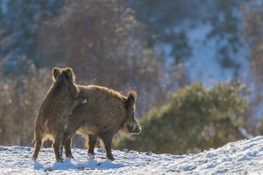 Two young wild boars (Sus scrofa) wrestle with each other in the backlight of the sun in a clearing. Their raised dorsal crests glow in the light. Bavaria, Germany