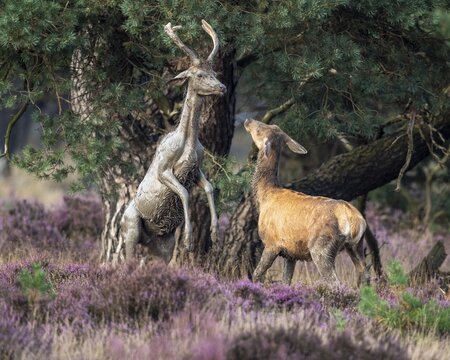 Red deer (Cervus elaphus), a young stag and an adult stag lock horns, Hoenderloo, Gelderland, Netherlands