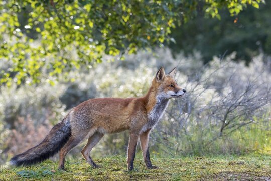 Red fox (Vulpes vulpes), Zandvoort, Netherlands