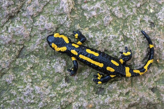 Fire salamander (Salamandra salamandra), Ilsenburg, Saxony-Anhalt, Germany