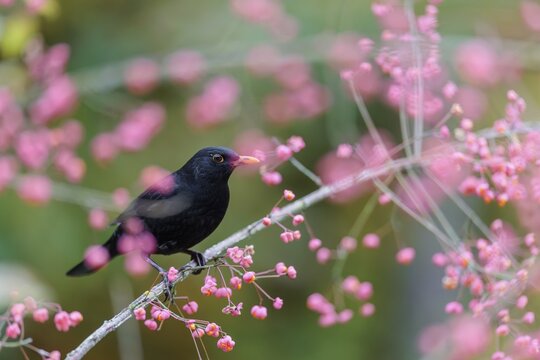 A common blackbird (Turdus merula) sits in a European spindle tree (Euonymus europaeus), and eats the fruit