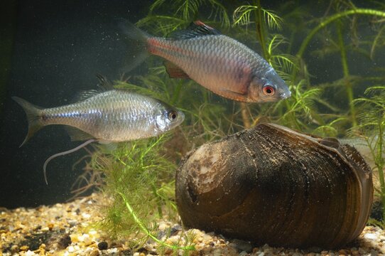 Anodonta cygnea, bitterling, duck mussel, common pond mussel, Rhodeus amarus, Rhodeus sericeus amarus, swan mussel, pond mussel, fish, fishes, river mussel, mussels, pisces, pond mussels