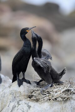 Cape cormorant (Phalacrocorax capensis), adult, two chicks, begging, nest, on rocks, Betty's Bay, Stony Point Nature Reserve, Western Cape, South Africa