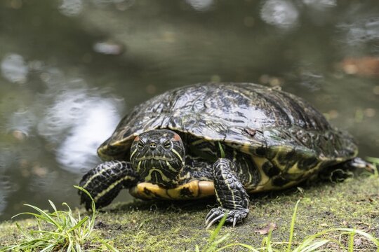 Red-cheeked turtle (Trachemys scripta elegans), Emsland, Lower Saxony, Germany