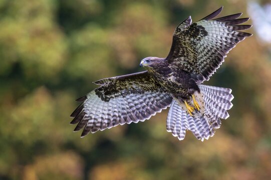 A common buzzard (Buteo buteo) in flight, Gerolstein, Rhineland-Palatinate, Germany