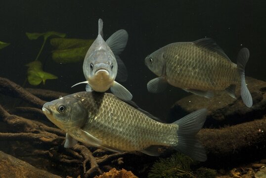 Carassius gibelio, pediment, prussian carp, silver carp, fish, fishes, pisces