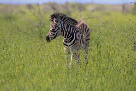 Burchell's zebra (Equus quagga burchelli), Burchell's zebra, young animal, foal, alert, Kruger National Park, Kruger National Park, South Africa