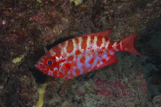 Patterned red fish, big-eyed grouper, glass-eyed grouper (Heteropriacanthus cruentatus), in front of a reef, Los Champignones dive site, Las Galletas, Tenerife, Canary Islands, Spain