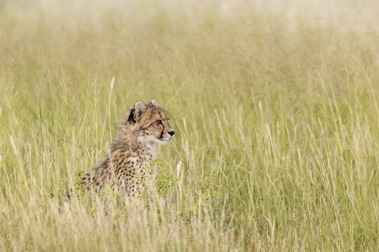 Cheetah (Acinonyx jubatus). Cub. Kalahari Desert, Kgalagadi Transfrontier Park, South Africa