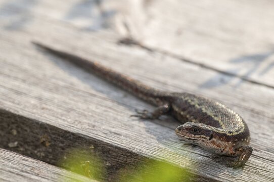Mountain lizard, Finland, Lacerta vivipara, bog lizard, viviparous lizard, zootoca, common lizard, critters, lizards, lizards, reptiles