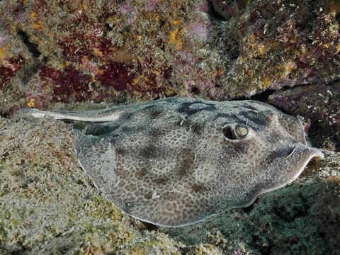 A camouflaged stingray, the leopard round stingray (Urobatis pardalis), lies motionless on the sandy seabed next to some rocks, at the Cano Island dive site, Uvita, Costa Rica, Pacific Ocean, Central America